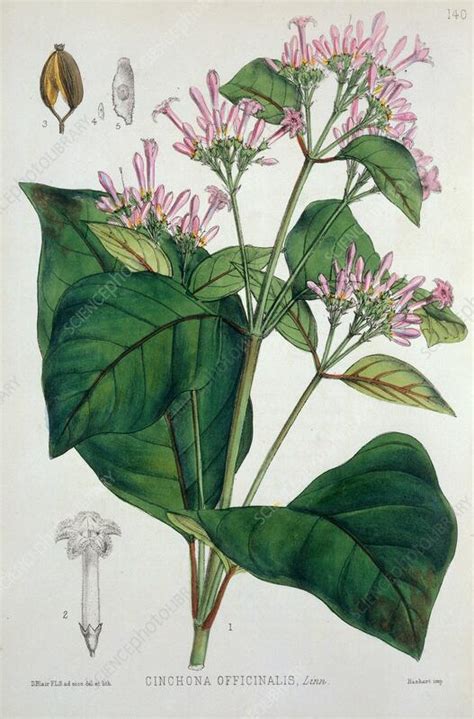 Cinchona plant, 19th century illustration - Stock Image - C057/3371 ...