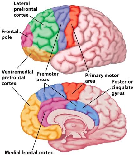 Prefrontal Cortex Diagram