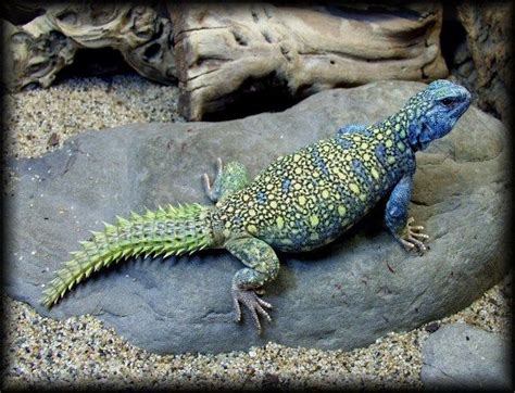 Ask.com | Uromastyx, Uromastyx lizard, Lizard habitat