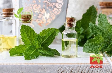 Mentha Arvensis Oil- Uses, Benefits and Application of Pure oil