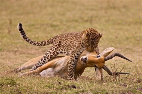 Predator-Prey Relationships - Kruger National Park