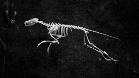 black aesthetic | Animal skeletons, Vintage halloween cards, She walks in beauty
