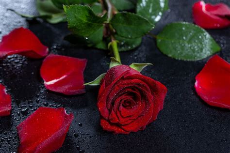 Red rose with petals and drops - Creative Commons Bilder