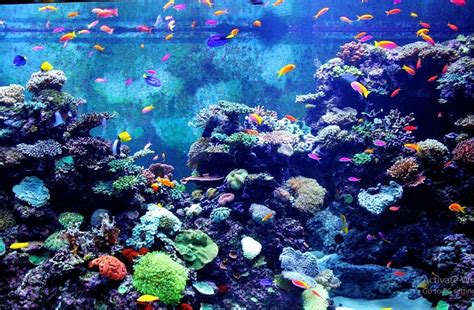 cara melakukan perawatan aquarium ikan hias yang benar - ikan.info