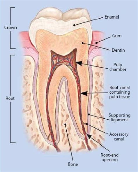 Pin en dental