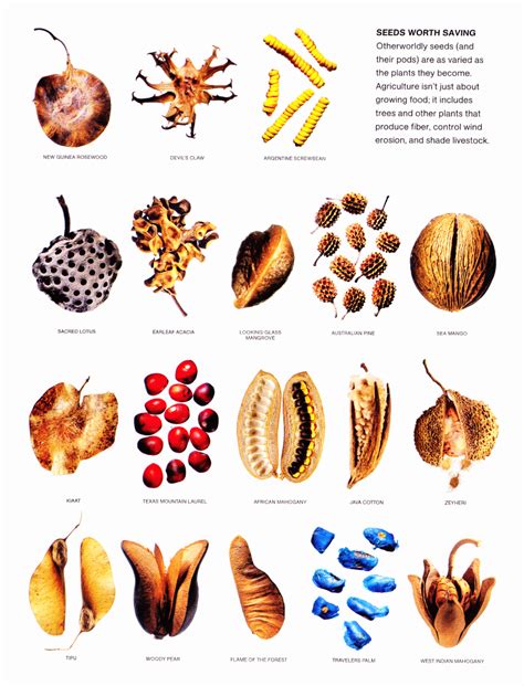 National Geographic 2011 | Backyard food, Seed saving, Herb seeds