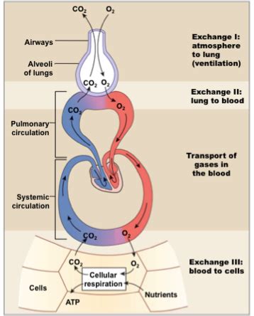 Lecture 16: Pulmonary Physiology Flashcards | Quizlet