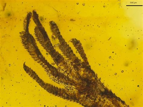 Rare Lizard Fossil Preserved in Amber - Geology In