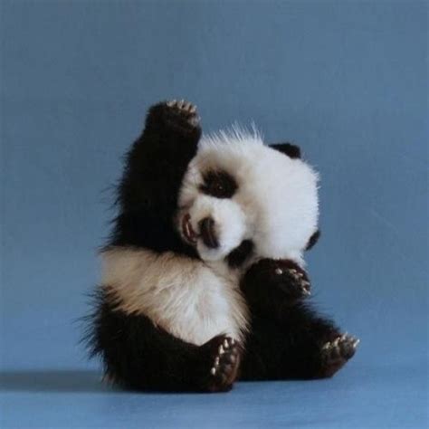 thankful for pandas waving hellol So cute!!!!!!! | Baby animals pictures, Fluffy animals, Cute ...