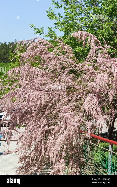 Tamarisk tree manna hi-res stock photography and images - Alamy