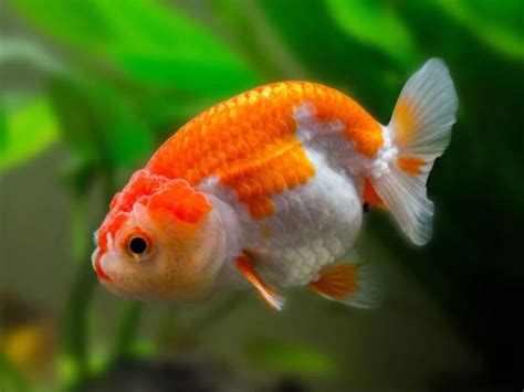 Red & White Ranchu Goldfish in 2020 | Goldfish, Red and white, Oranda goldfish