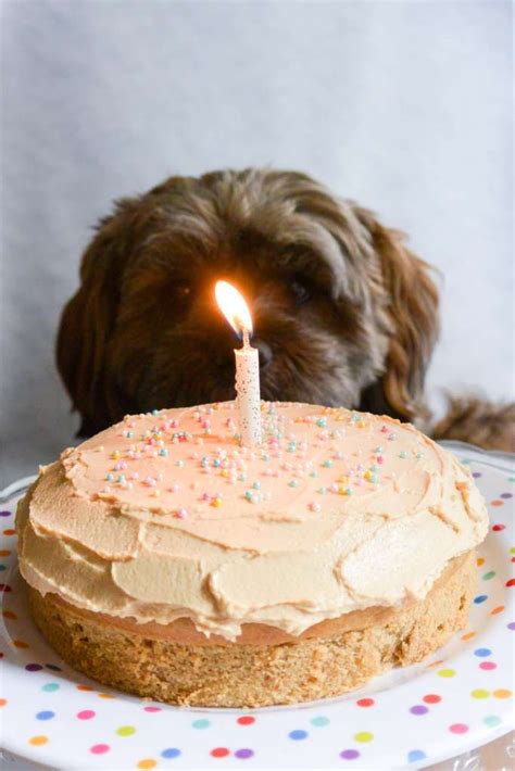 Mini Dog Birthday Cake - The Dish Next Door | Recipe | Dog cake recipes ...