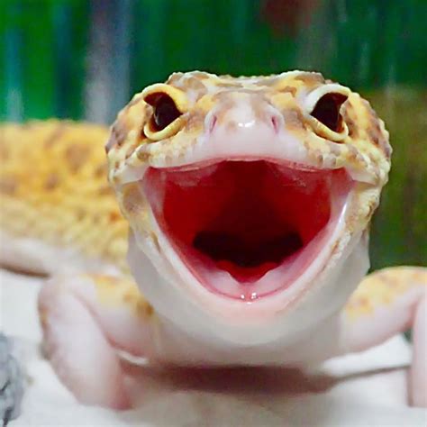 This Gecko Can’t Stop Smiling When He’s Around His Toy Gecko, And Their ...