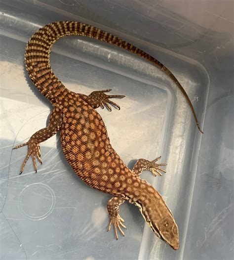 Yellow Ackie Monitor by Planet Reptile - MorphMarket