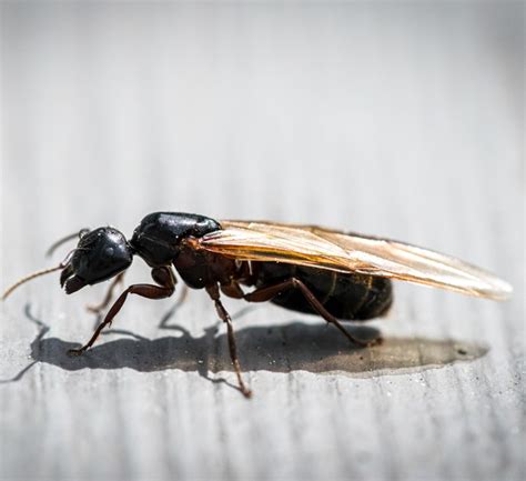 Flying Ants vs Termites: Know the Difference | Moyer