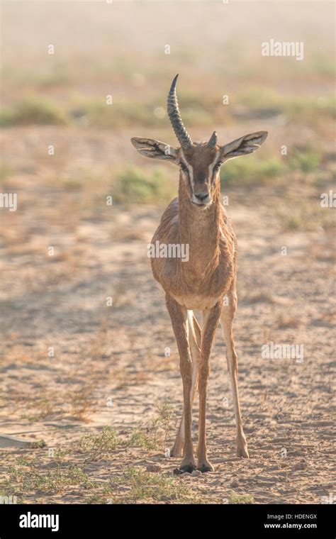 Arabian gazelle (Gazella arabica) in the desert during early morning ...