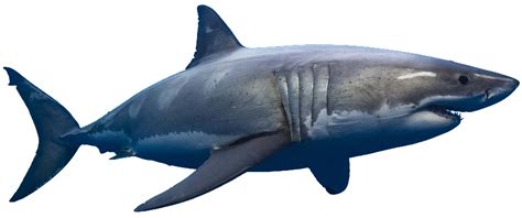 15+ Shark Transparent Images| Shark Transparent Background Images | Shark Transparent PNG