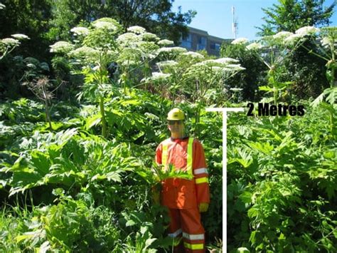 DANGER! Giant Hogweed outbreak!