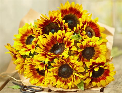 National Friendship Day Flowers that Symbolize Friendship | Petal Talk