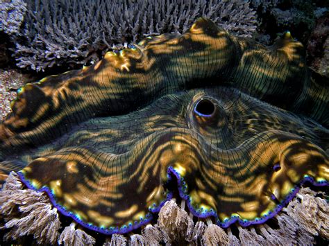 File:Giant clam komodo.jpg - Wikipedia