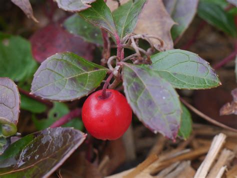 Wintergreen (Gaultheria procumbens) | Identify that Plant