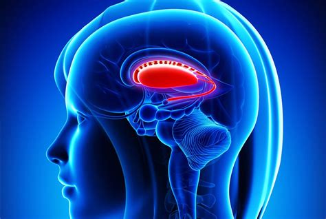 The Role of Basal Ganglia in Motor Function | Basal ganglia, Neurons, Cerebral cortex