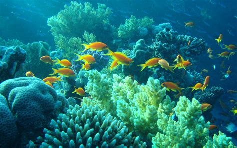 Underwater Egypt sea ocean fishes coral tropical wallpaper | 1920x1200 ...