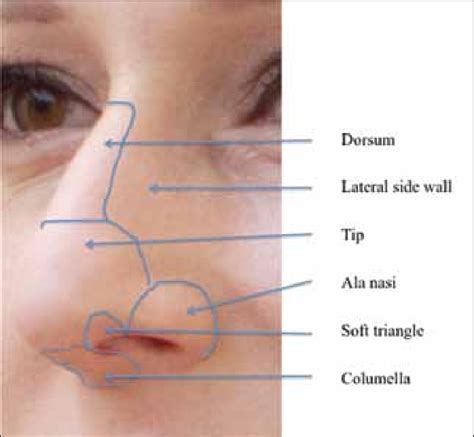 Subnits of the nose. | Download Scientific Diagram