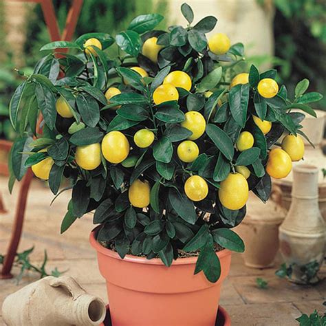 Dwarf Meyer Lemon For Sale | Gurney's Seed & Nursery Co.