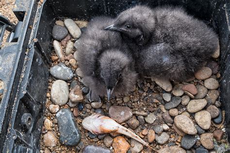 Can These Seabirds Adapt Fast Enough to Survive a Melting Arctic? | Audubon