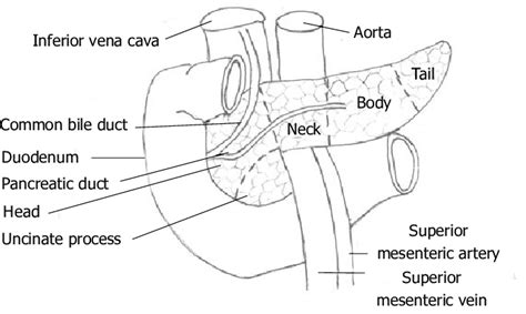 A Labeled Diagram Of The Pancreas Stock Illustration Download Image Now Human Pancreas, Anatomy ...