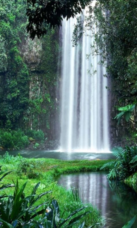 Free Jungle Waterfall Live Wallpaper APK Download For Android | GetJar