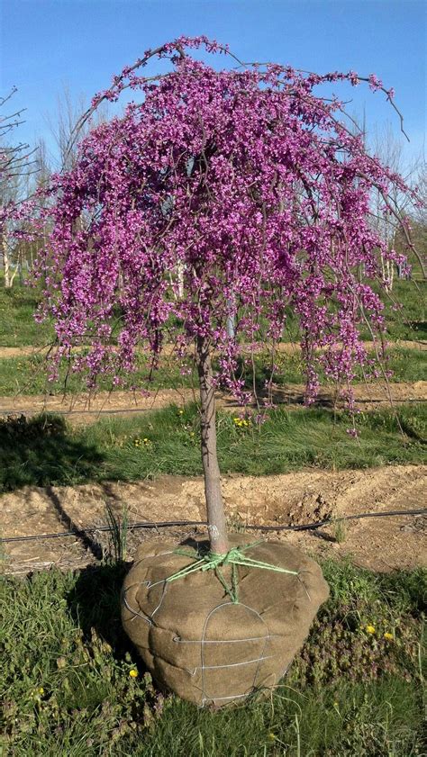 Cercis canadensis Redbud lavender twist 8'x 6' easy to keep pruned ...