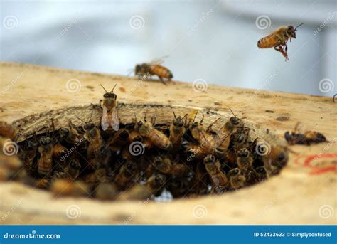 Honey bees Swarming stock image. Image of detail, bees - 52433633