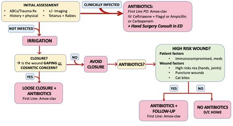 Do Dog Bites Need Antibiotics