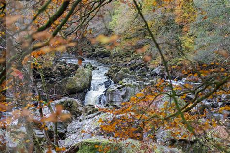 Perthshire is also known as Big Tree Country. If you have ever visited, you will see why. Autumn ...