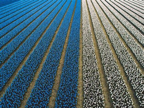 Premium Photo | Aerial view of hyacinth flowers field