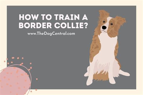 How to Train a Border Collie? | The Dog Central