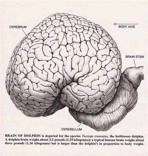 1979 DOLPHIN Print Features BRAINS & SPECIES of Dolphins | Etsy | Dusky dolphin, Marine biology ...