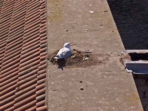 A seagull's nest - Toinen Linja