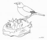 Robin Bird In Nest Coloring Pages  ColoringBay sketch template