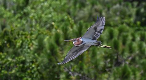 Florida Wildlife - Marion Callahan