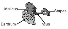 229x99xear-anatomy-ossicles | Start ASL