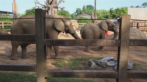 Elephants at Zoo Knoxville getting to know each other better | wbir.com