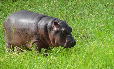 Hippopotamus Reproduction | Hippoworlds