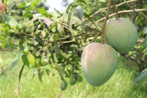 Green Raw Mango On Tree In The Firm Picture And HD Photos | Free ...