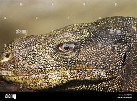 Crocodile Monitor Lizard Stock Photo - Alamy