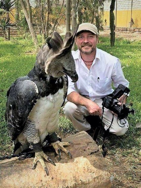 Perspective, Harpy Eagle with Handler. | Animals beautiful, Pet birds, Rare animals