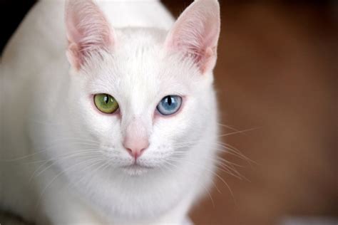 Heterochromia: Cats With Different-Colored Eyes | Litter-Robot