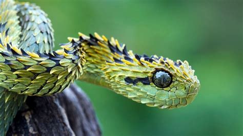 Atheris hispida - Photorator